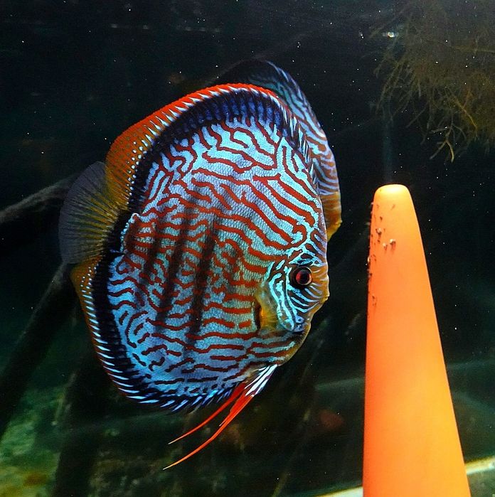 Dyskowce, palety Red Turkus