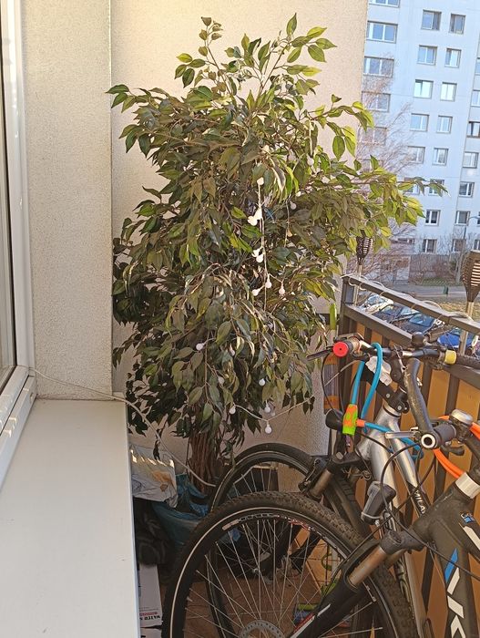 Fikus benjamin sztuczny duzy ok. 175cm wysokości