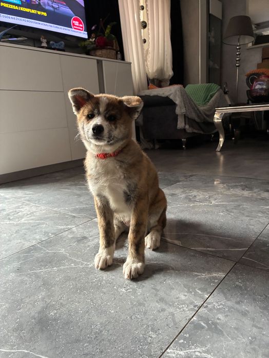 Szczenię Akita Inu
