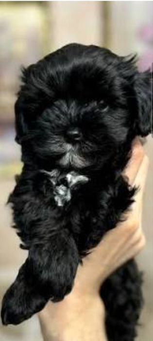 Цуценятка мальтіпу,дівчатка