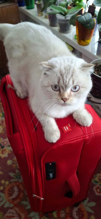 Шотландські котенята, котята