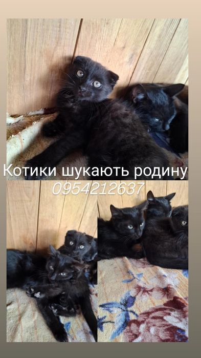 Котики шукають родину