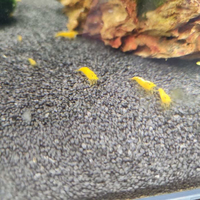 Krewetki yellow neocaridina