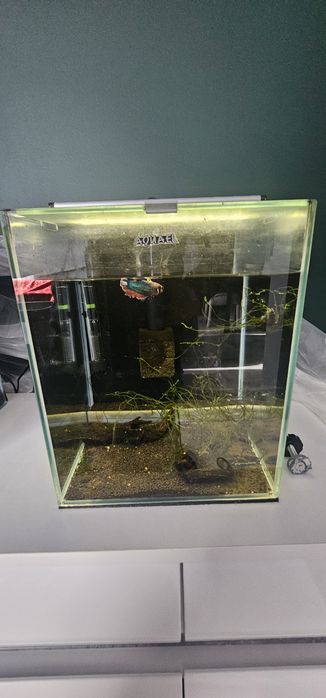 Zestaw 2 akwaria Aquael Shrimp set 30 l