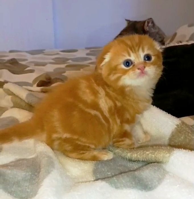 Gatinho Scottish Fold