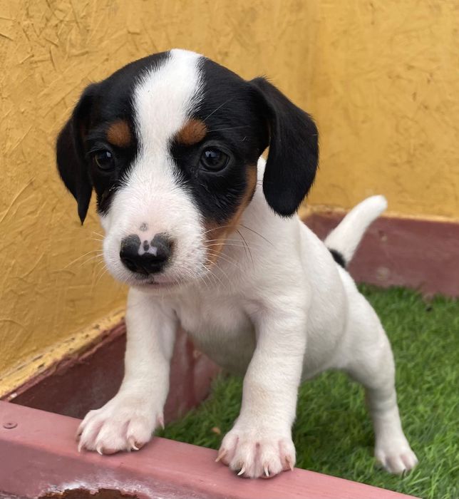 Cachorra Jack Russell