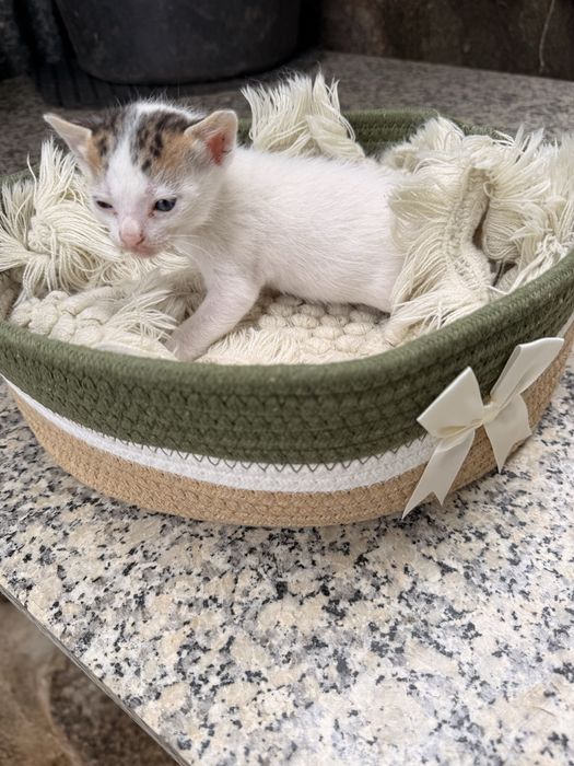Gatinhos bebes para adocao responsavel