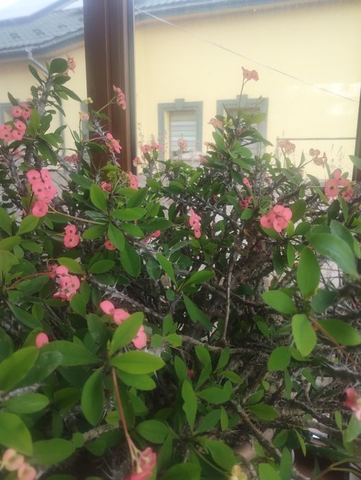 Вазони. Великий вибір.