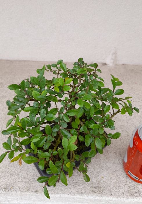Bonsai Ulmeiro- Ulmus Parvifolia