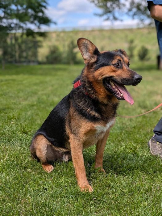 Tomsen wielkouchy psiak do adopcji