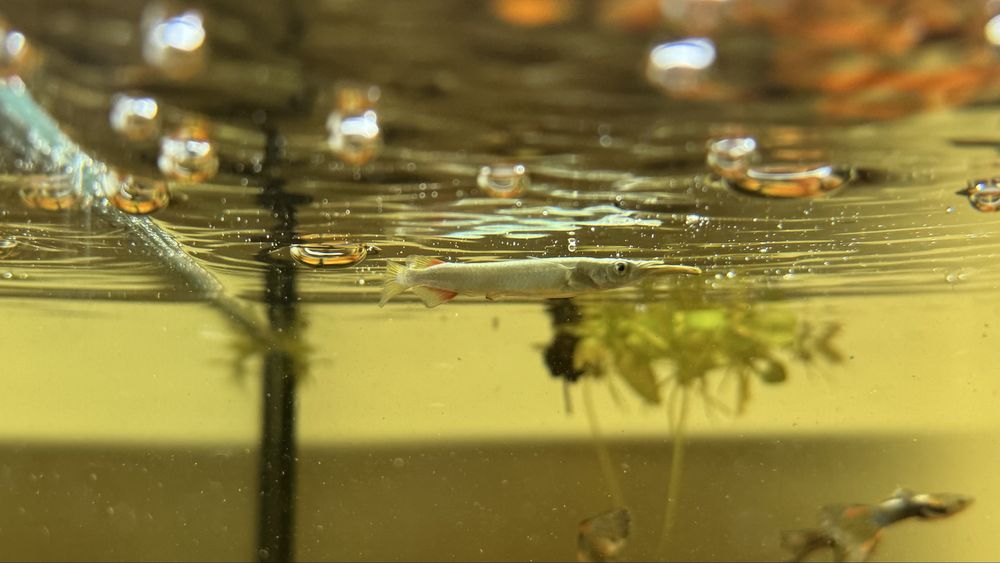 Dermogenys pusilla (peixe agulhinha)