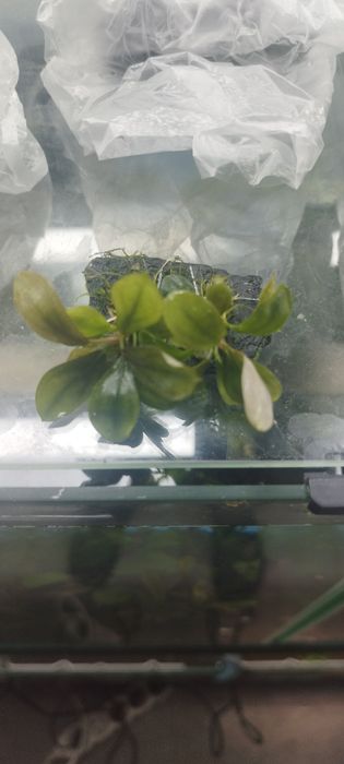 Bucephalandry dużo gatunkow