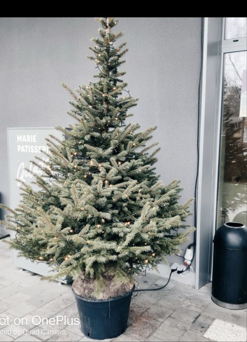 Ялинки під висадку