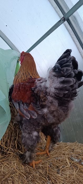 Kogut Brahma Kuropatwiane kurczaki  Brahmy kury ozdobne