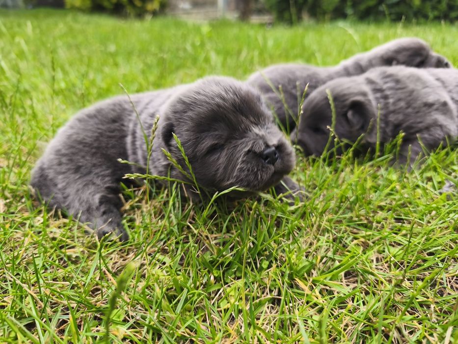 Chow chow suczka
