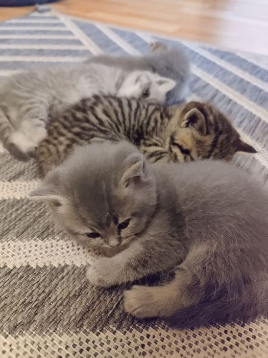 Британські кошенята