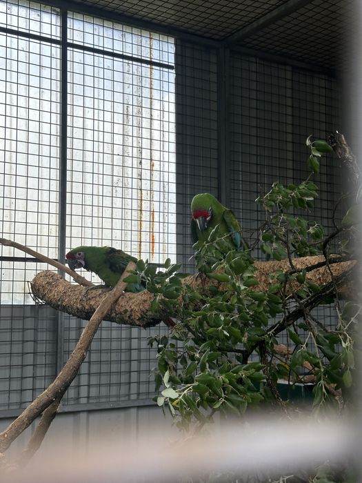 3 casais Araras Militar