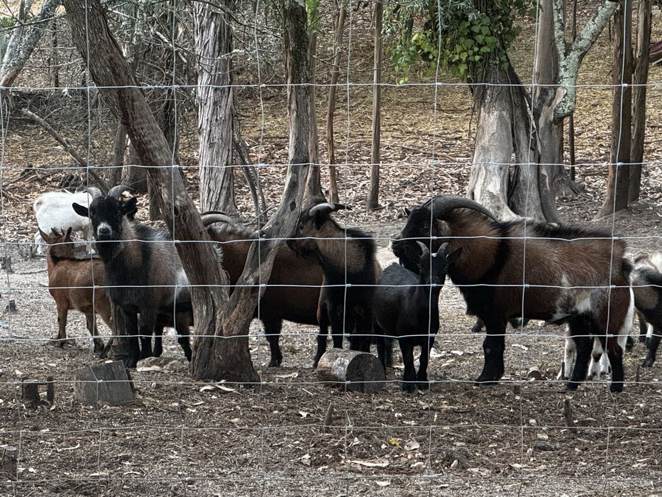 Cabras Anãs para Venda