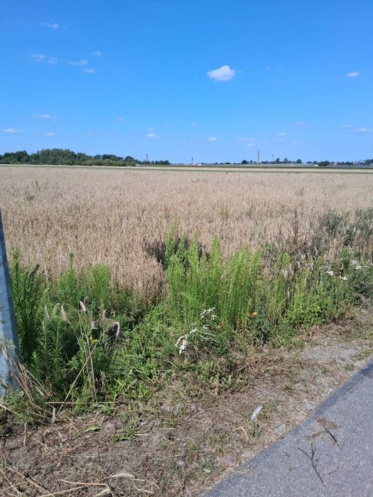 Działka z przeznaczeniem na siedlisko 5min od centrum kalisza - Widok 4