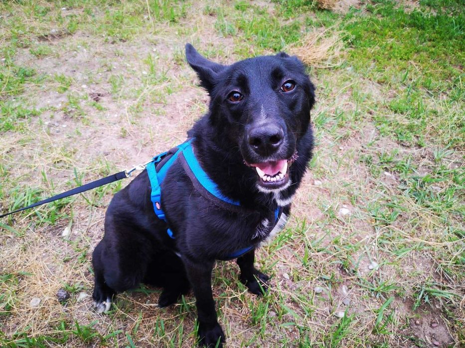 Kargul – wierny przyjaciel gotowy do adopcji