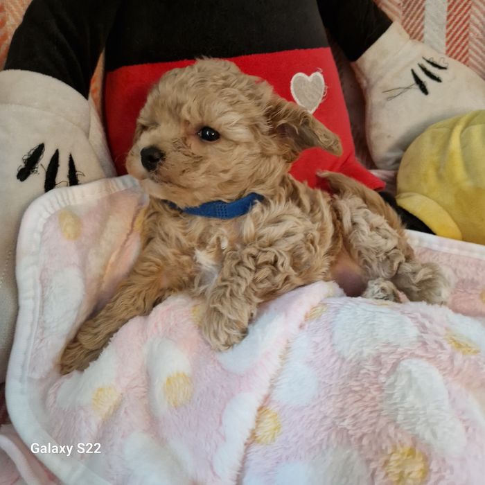 Maltipoo F1 dziewczynka....178