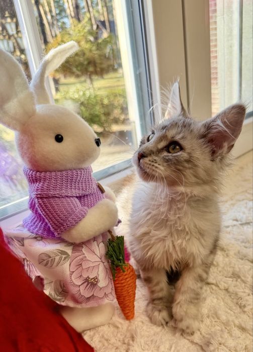 Мейн Кун - весняний подарунок