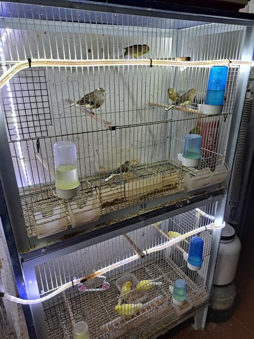 Canários e canarias