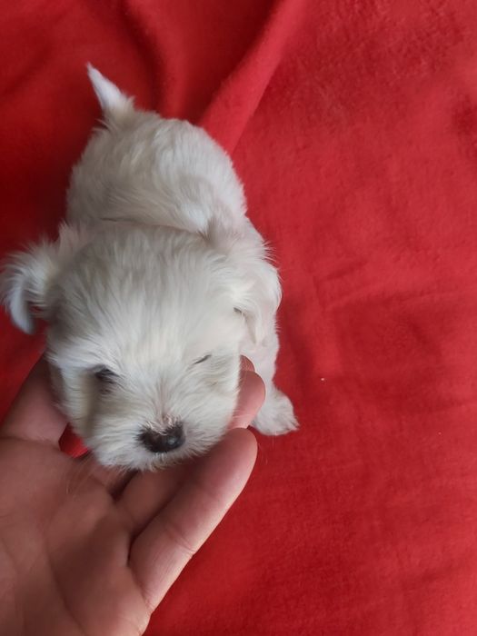 Bichon maltês  todo branco