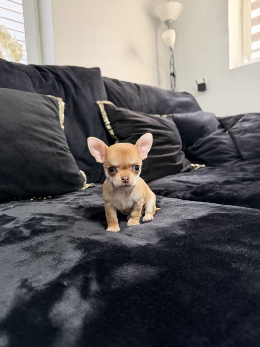 chihuahua krótkowłosa suczka