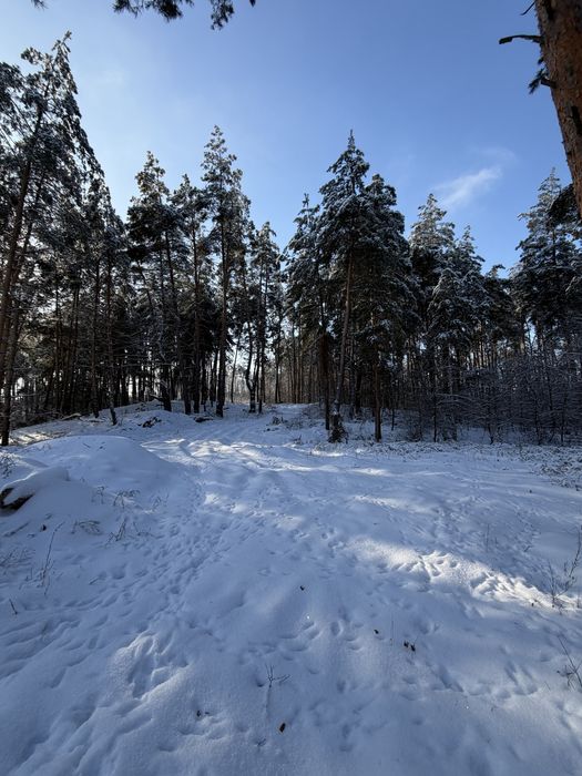 Ділянка у сосновому лісі 8-10 соток с. Ходосівка Новообухівська траса