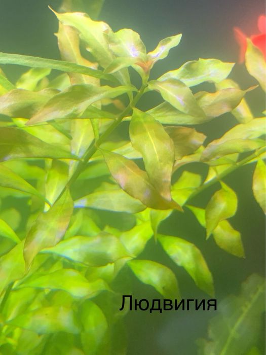 Растения для аквариума