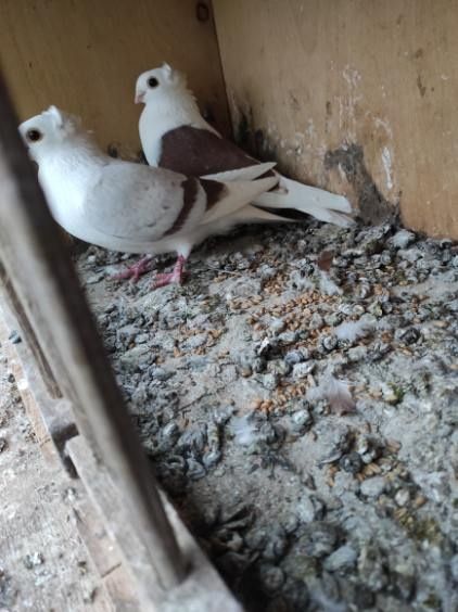 Gołębie, pawiki, pocztowe, ozdobne