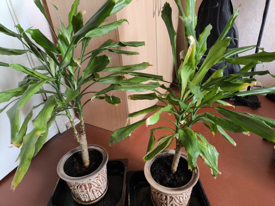 Драцена запашна (Dracaena fragrans)