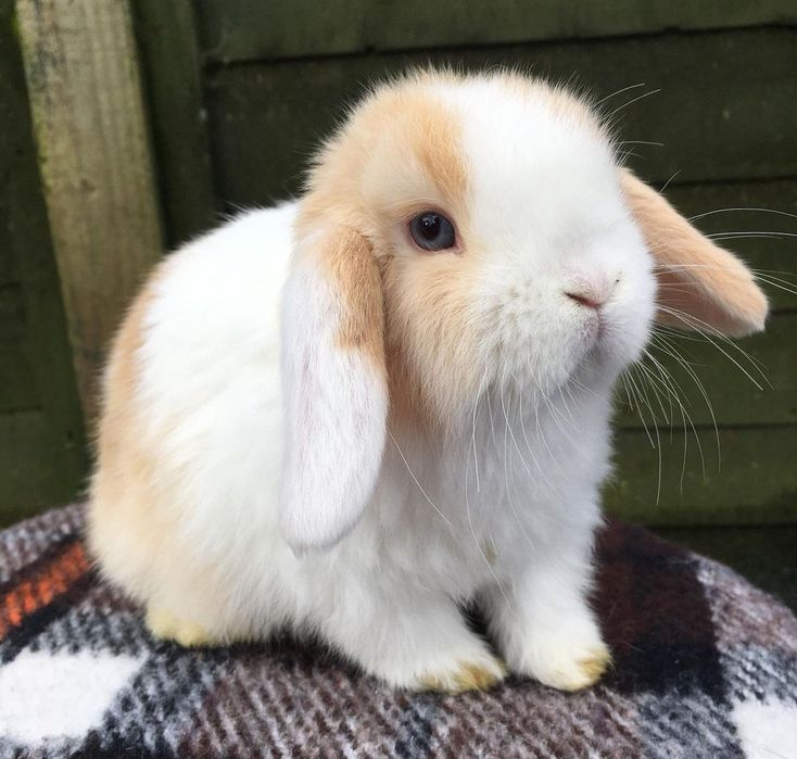 KIT Coelhos anões orelhudos, mini lop super inteligentes e dóceis