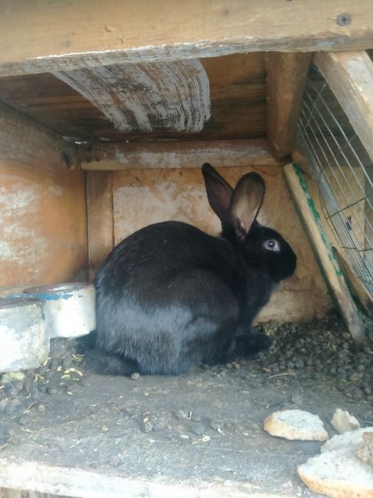 Кролики різного віку