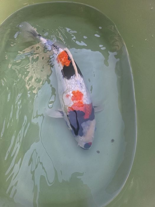 Carpa koi japonesas