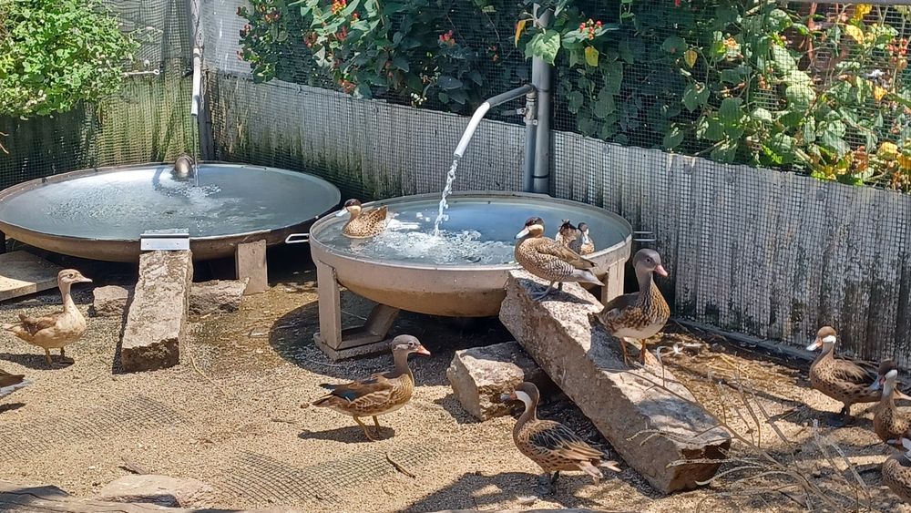 Patos bem tratados de várias espécies,  para si