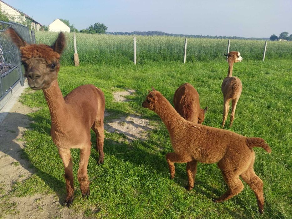 Młody samiec alpaki 9 miesięcy