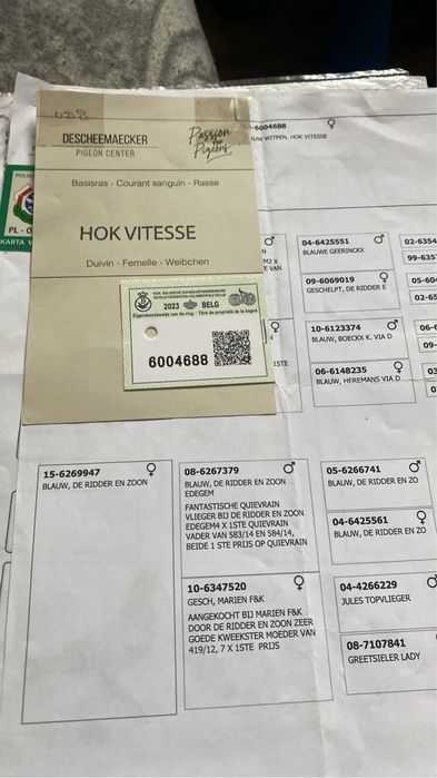 Golabki rozplodowe