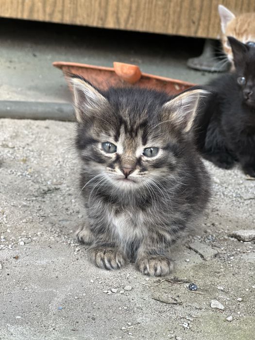 Віддам кошенят в гарні руки