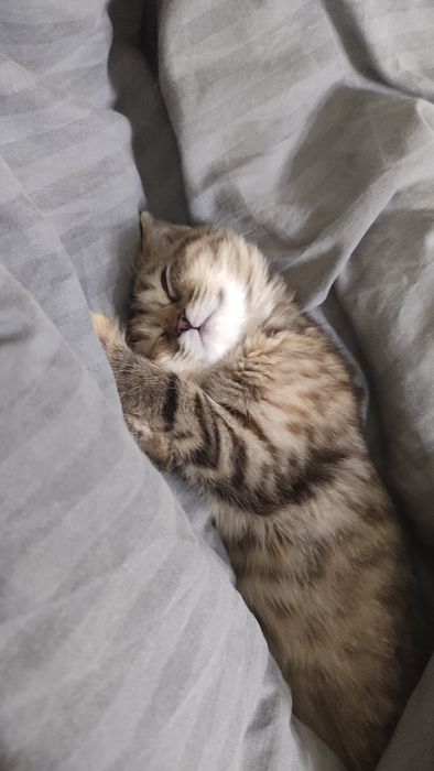 шотландский котенок