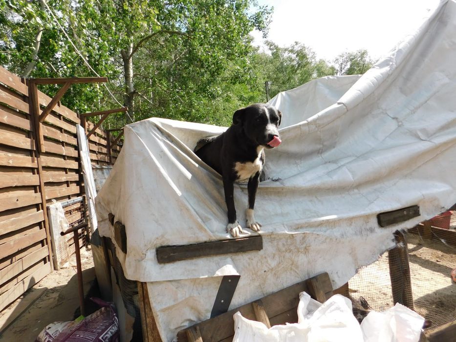 Прилаштовується гарний песик . Тайсон