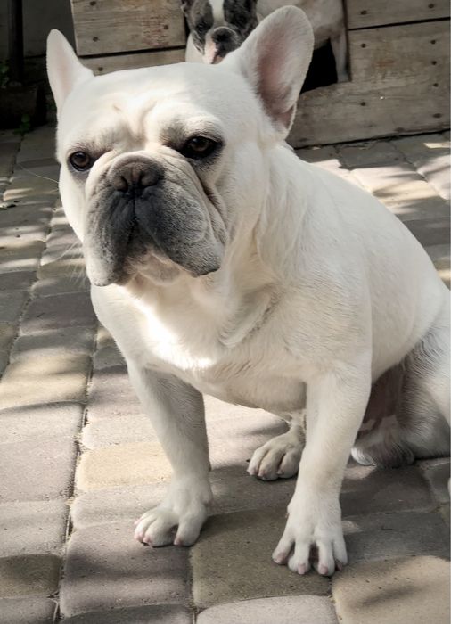 Французський бульдог, крем, вязка