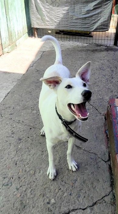 Віддам в добрі руки. Дівчинка