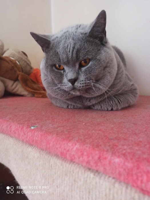 Kocurek  Brytyjski  niebieski  Rodowodów 5 pokoleniowy