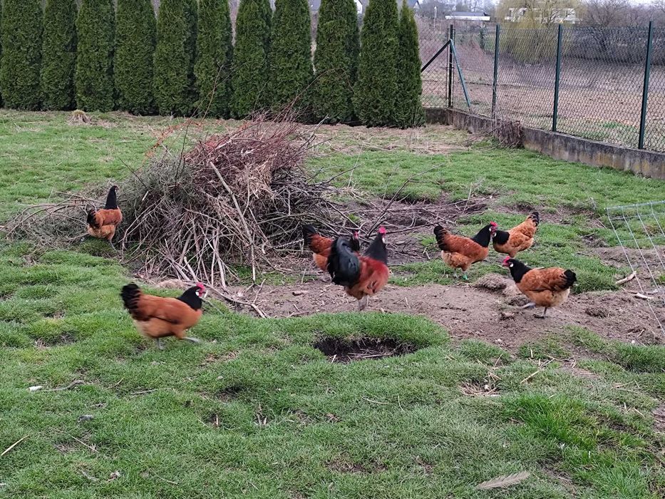 Kury Vorwerk jaja lęgowe- klasa wystawowa.