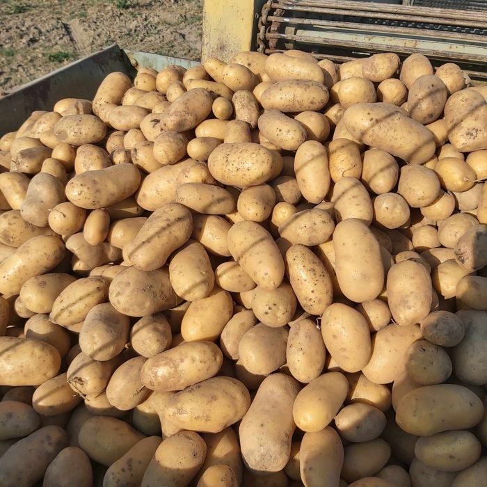 Ziemniaki lord ,queen anna, denar, gwiazda,vineta i red sonia