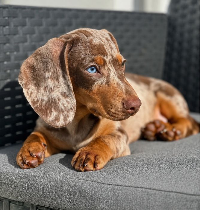 Teckel femea chocolate merle arlequim