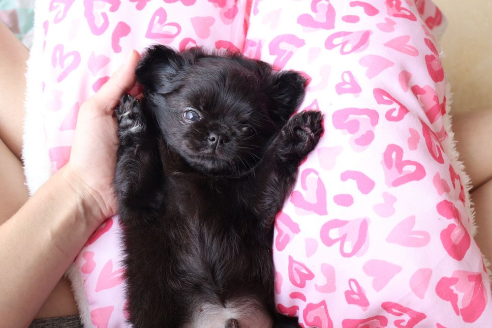 Chihuahua macho pêlo longo , pronto para entrega