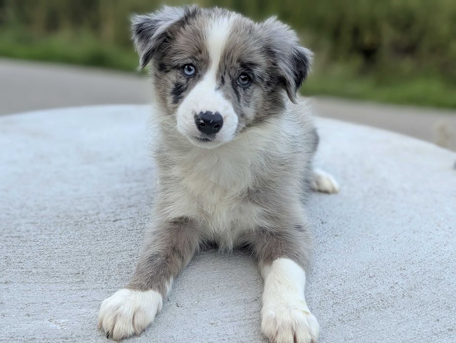 Border Collie sunia suczka focze merle przebadani rodzice do odbioru